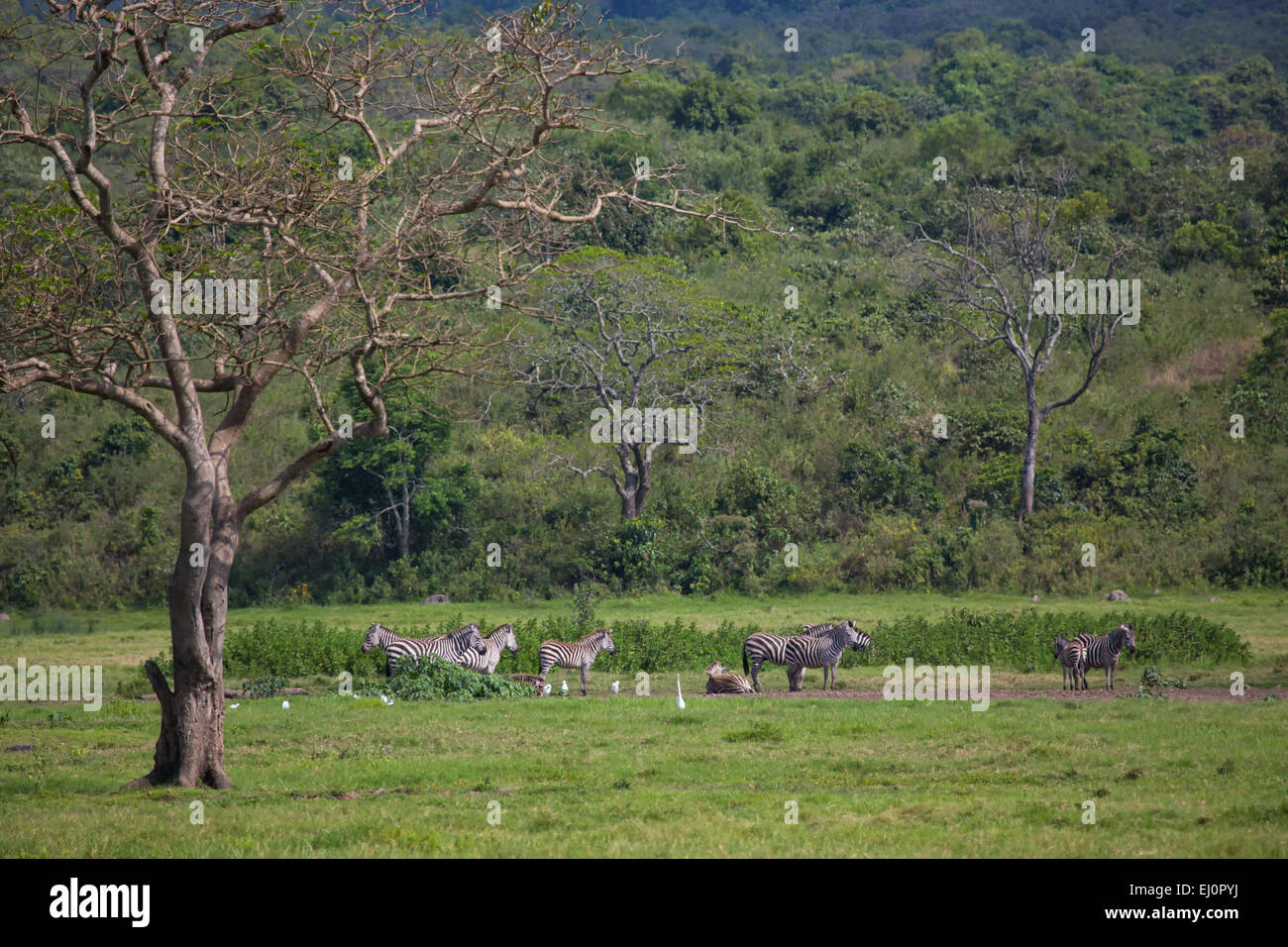 L'Afrique, Arusha, national park, de voyage, de savane, de mammifères, de Tanzanie, Afrique de l'Est, d'animaux, nature, animaux sauvages, zebra, zèbres, Banque D'Images