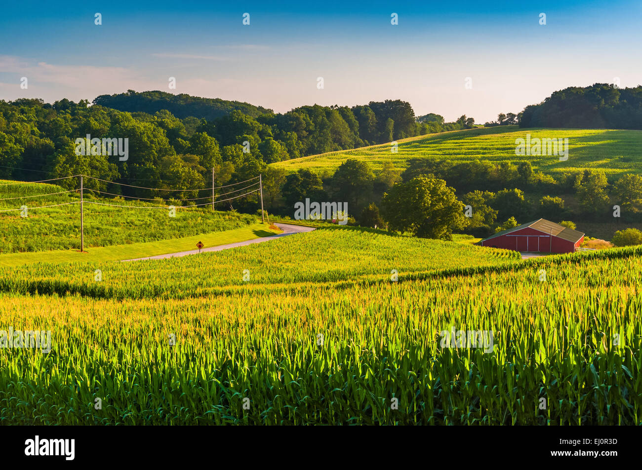 Vue sur les champs de maïs et une grange en milieu rural dans le comté de York, Pennsylvanie. Banque D'Images