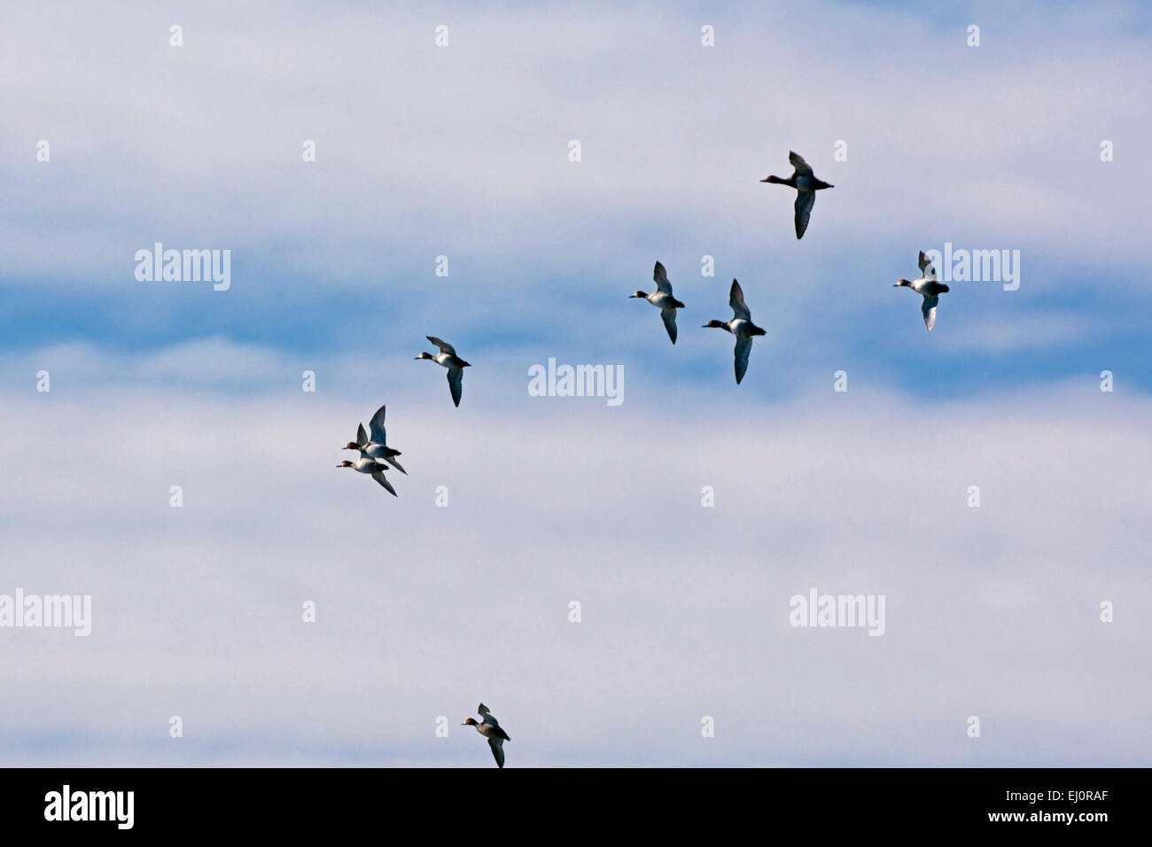 Un groupe de canards tête rouge en vol dans le centre de l'Indiana. Banque D'Images