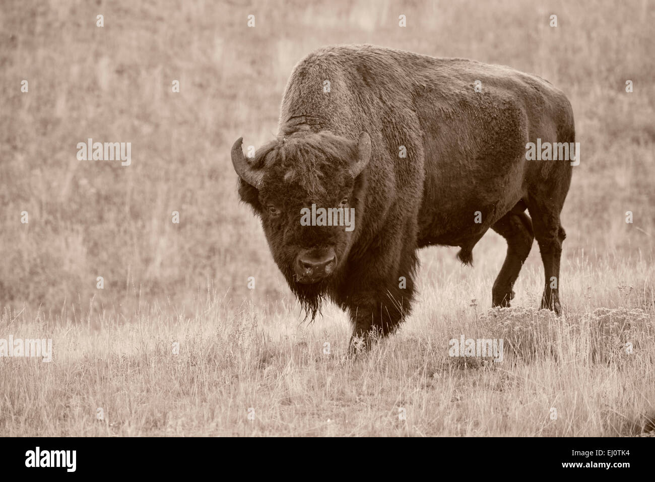 USA, United States, Amérique, Wyoming, Yellowstone National Park, Lamar valley, faune, tempête, Bos bison, bison, troupeau, l'UNESCO, Banque D'Images USA, United States, Amérique, Wyoming, Yellowstone National Park, Lamar valley, faune, tempête, Bos bison, bison, troupeau, l'UNESCO, Banque D'Images