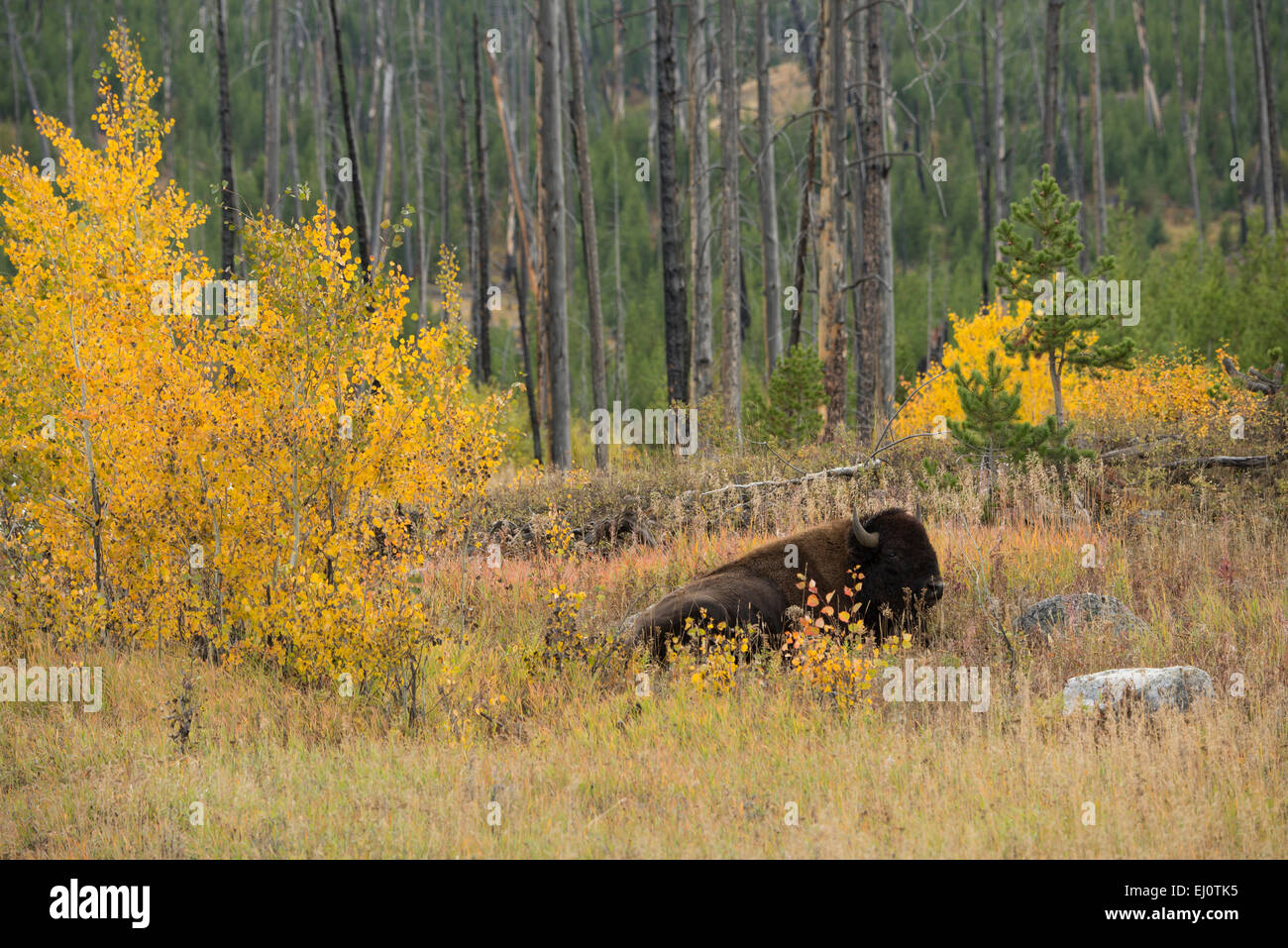 USA, United States, Amérique, Wyoming, Yellowstone National Park, Lamar valley, faune, Bos bison, bison, troupeau, UNESCO, World Banque D'Images USA, United States, Amérique, Wyoming, Yellowstone National Park, Lamar valley, faune, Bos bison, bison, troupeau, UNESCO, World Banque D'Images