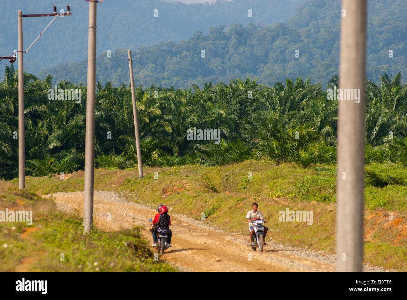 Les automobilistes qui voyagent sur une route rurale au milieu d'une plantation de palmiers à huile à Langkat, au nord de Sumatra, en Indonésie. Banque D'Images