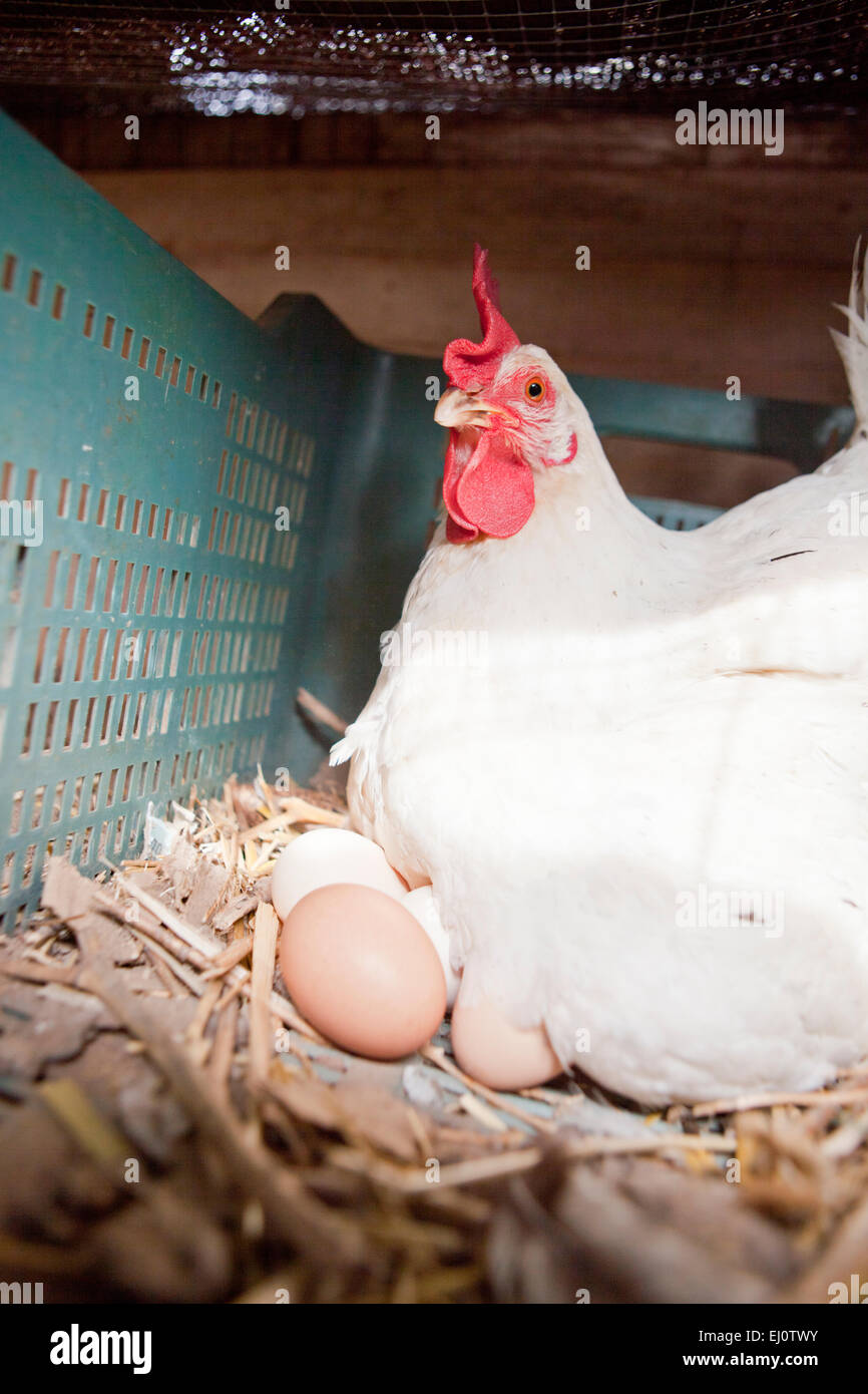 La poule blanche avec plusieurs grands oeufs frais Banque D'Images