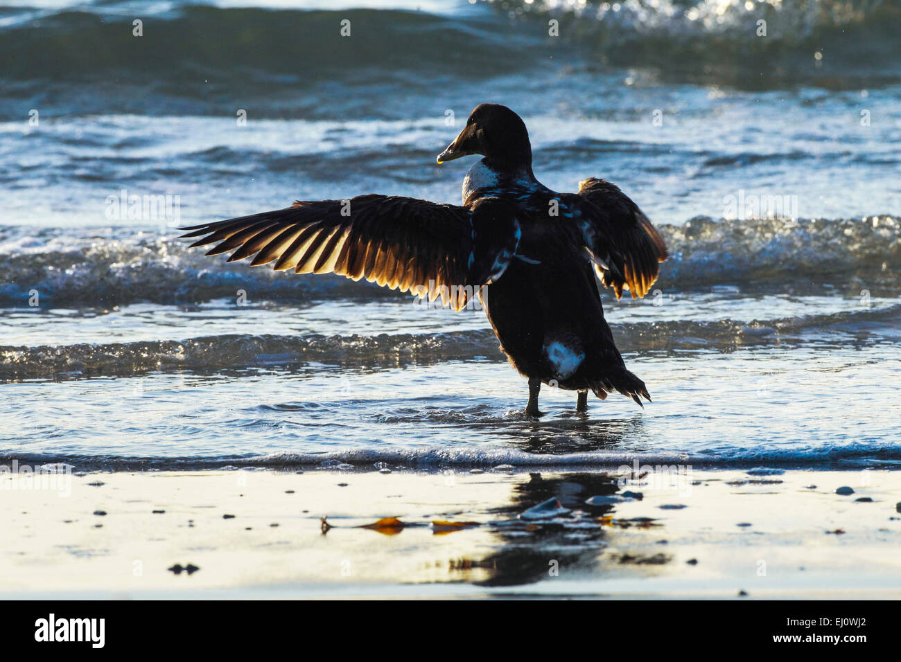 1, Allemagne, Europe, Eider à duvet, Canard, ailes, contrejour, Helgoland, island, l'île, côte, mer, nature, mer du Nord, portrait, Somateria m Banque D'Images