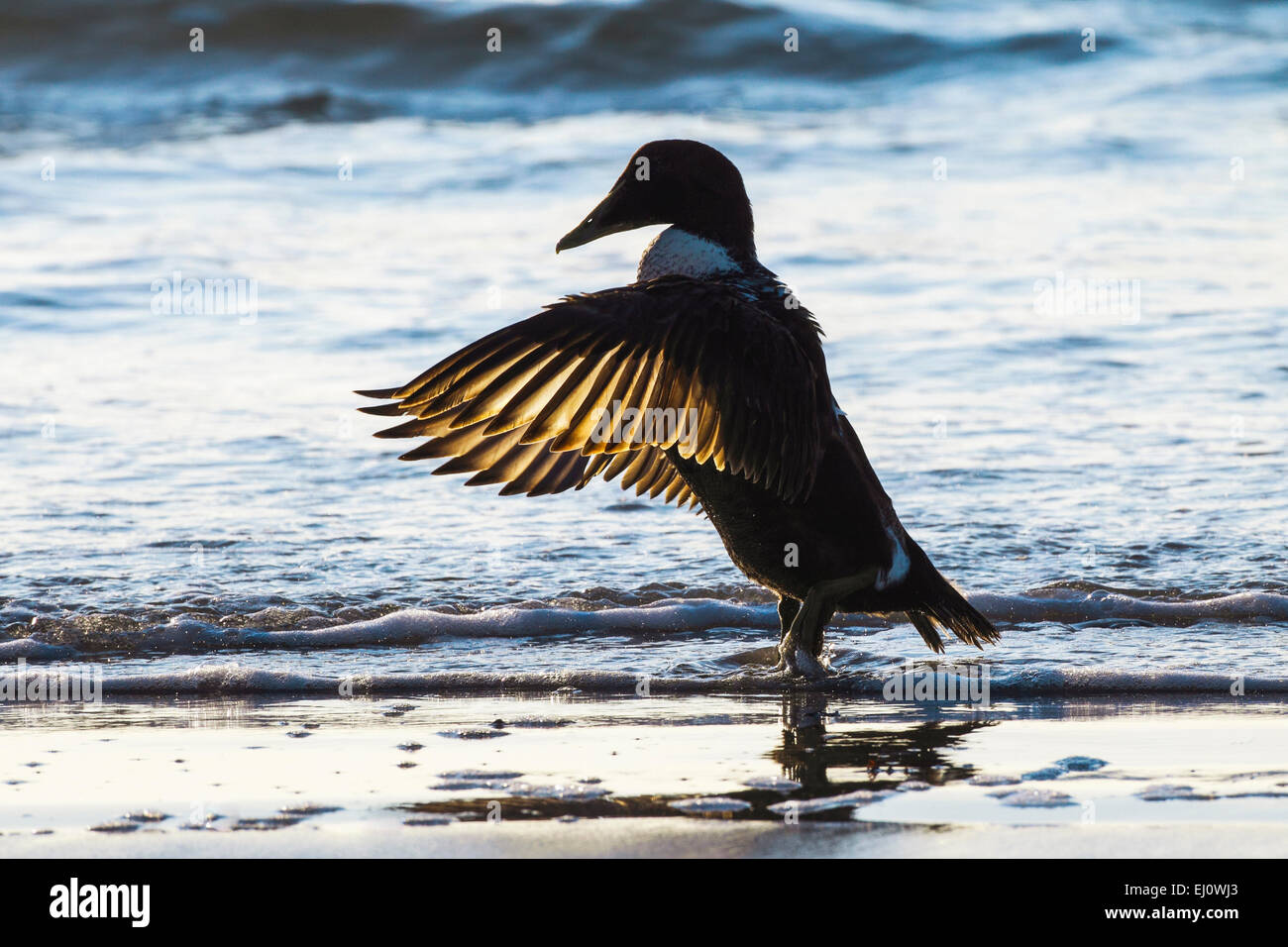 1, Allemagne, Europe, Eider à duvet, Canard, ailes, contrejour, Helgoland, island, l'île, côte, mer, nature, mer du Nord, portrait, Somateria m Banque D'Images