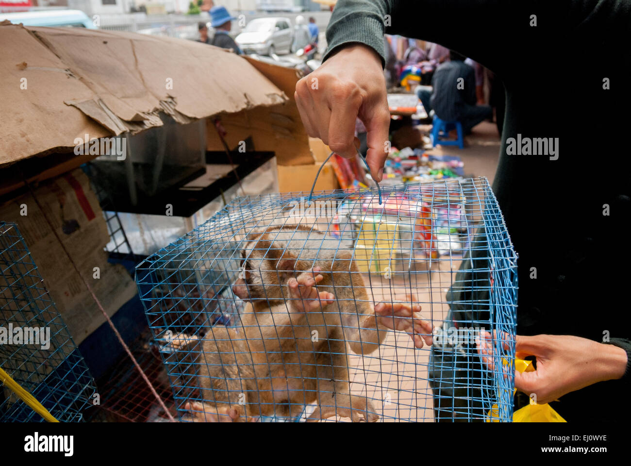 Un vendeur d'animaux en bord de route près d'un marché d'animaux qui vend également des espèces sauvages et des espèces protégées, y compris des loris lents (en photo), à Jakarta, en Indonésie. Banque D'Images