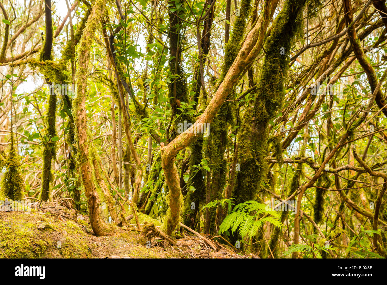 Anaga, arbres, bois de montagne, botanique, Chinobre, Europe, flore, montagnes, Canaries, décor, régionales, laurel wood, mousse, mousse-cov Banque D'Images