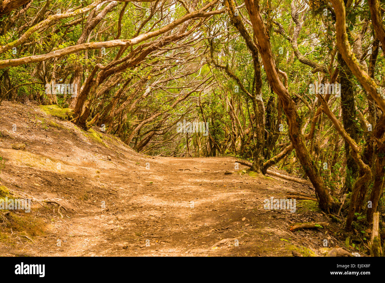 Anaga, arbres, bois de montagne, botanique, Chinobre, Europe, flore, montagnes, Canaries, décor, régionales, laurel wood, mousse, mousse-cov Banque D'Images