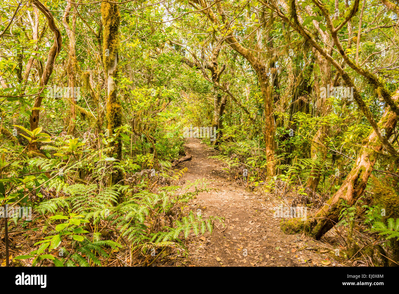 Anaga, arbres, bois de montagne, botanique, Chinobre, Europe, flore, montagnes, Canaries, décor, régionales, laurel wood, mousse, mousse-cov Banque D'Images