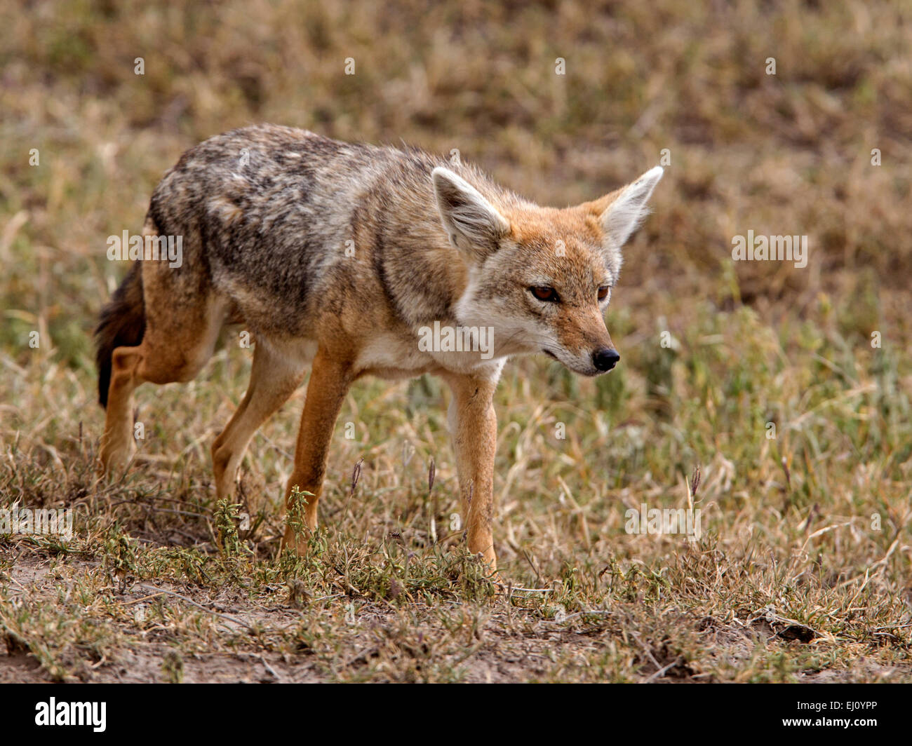 Le chacal à dos noir Banque D'Images