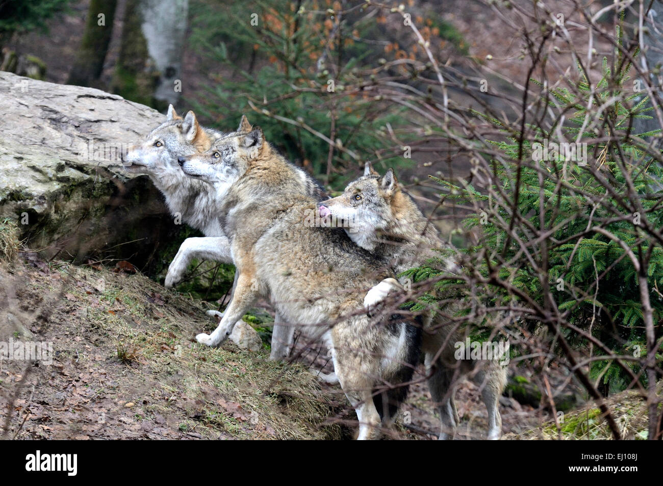 Canis lupus, les canidés, le loup européen, loup gris, les prédateurs, les loups, prédateur, le loup, l'hiver, la neige, de la neige profonde, le froid, le gel, d'urgence Banque D'Images