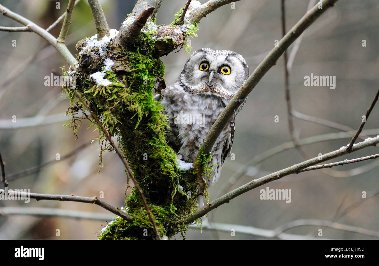 Aegolius funereus, hibou, hiboux, griffons, raptor, oiseau de proie, Petit-duc maculé, hiboux, oiseau de nuit, la nyctale boréale, oiseau, oiseaux Banque D'Images