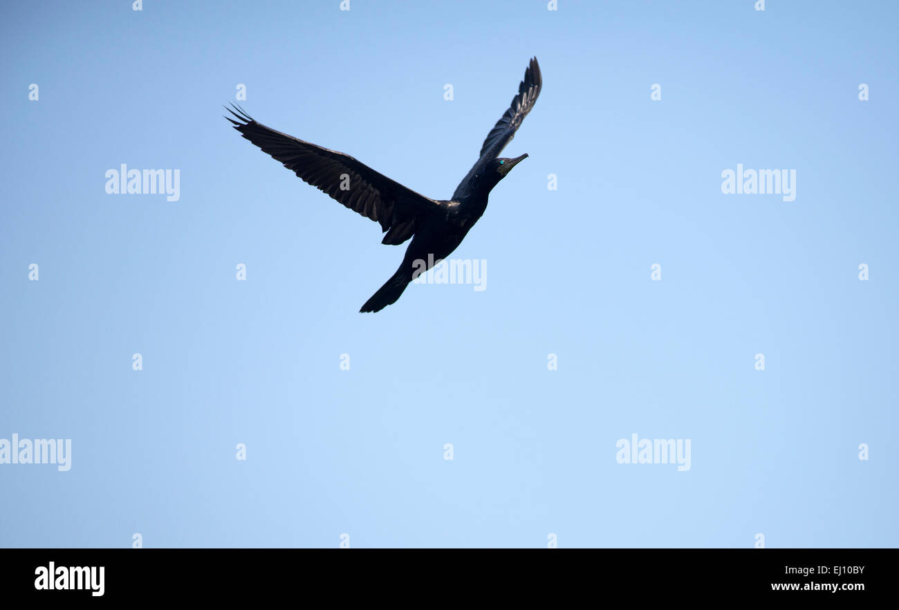 Indian cormorant, le vol, la Thaïlande, le cormoran, oiseau, palmipede, vol, phalacrocorax fuscicollis) Banque D'Images