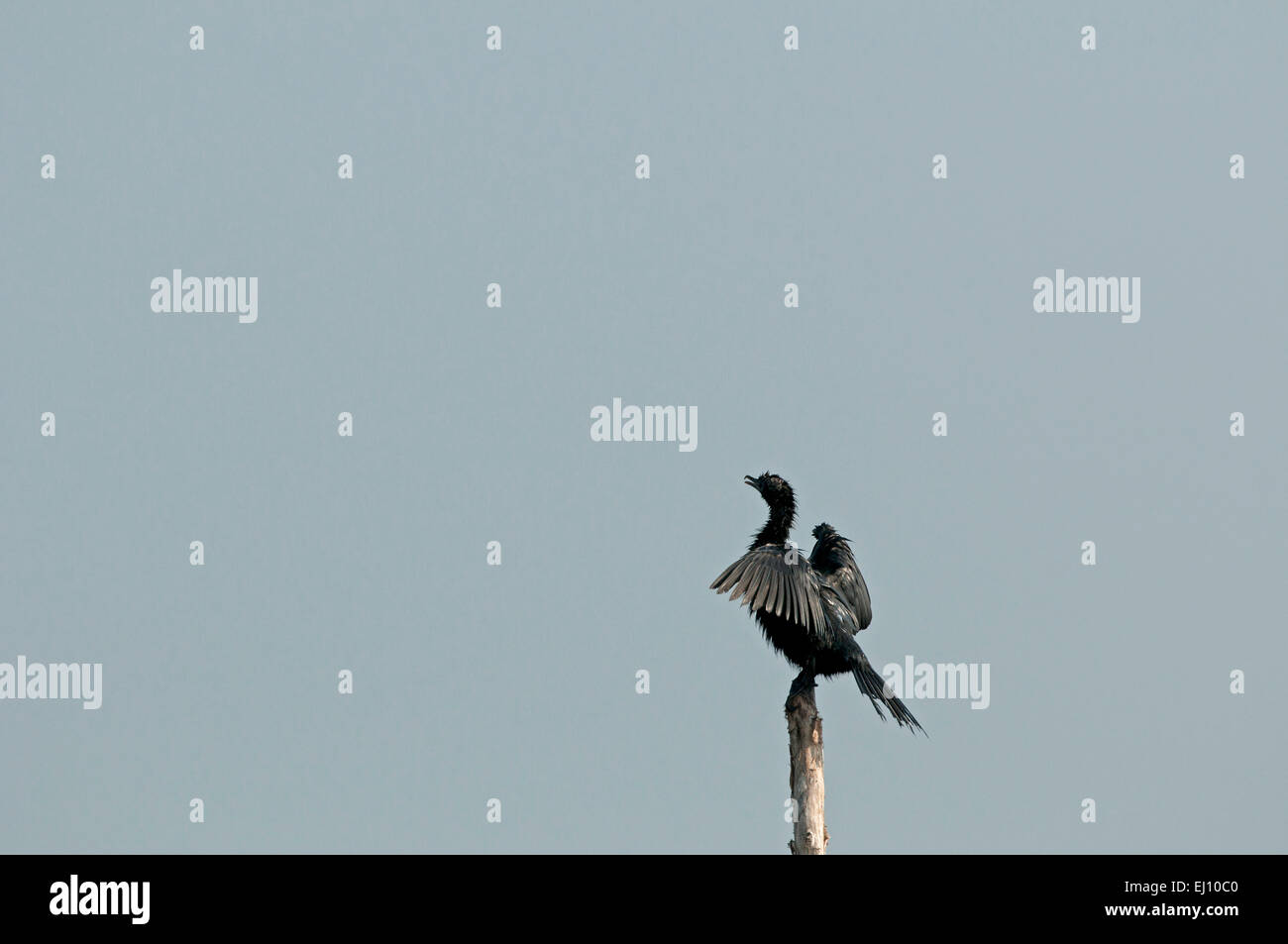 Peu de cormoran, le cormoran, la Thaïlande, l'oiseau, palmiped, phalacrocorax niger Banque D'Images