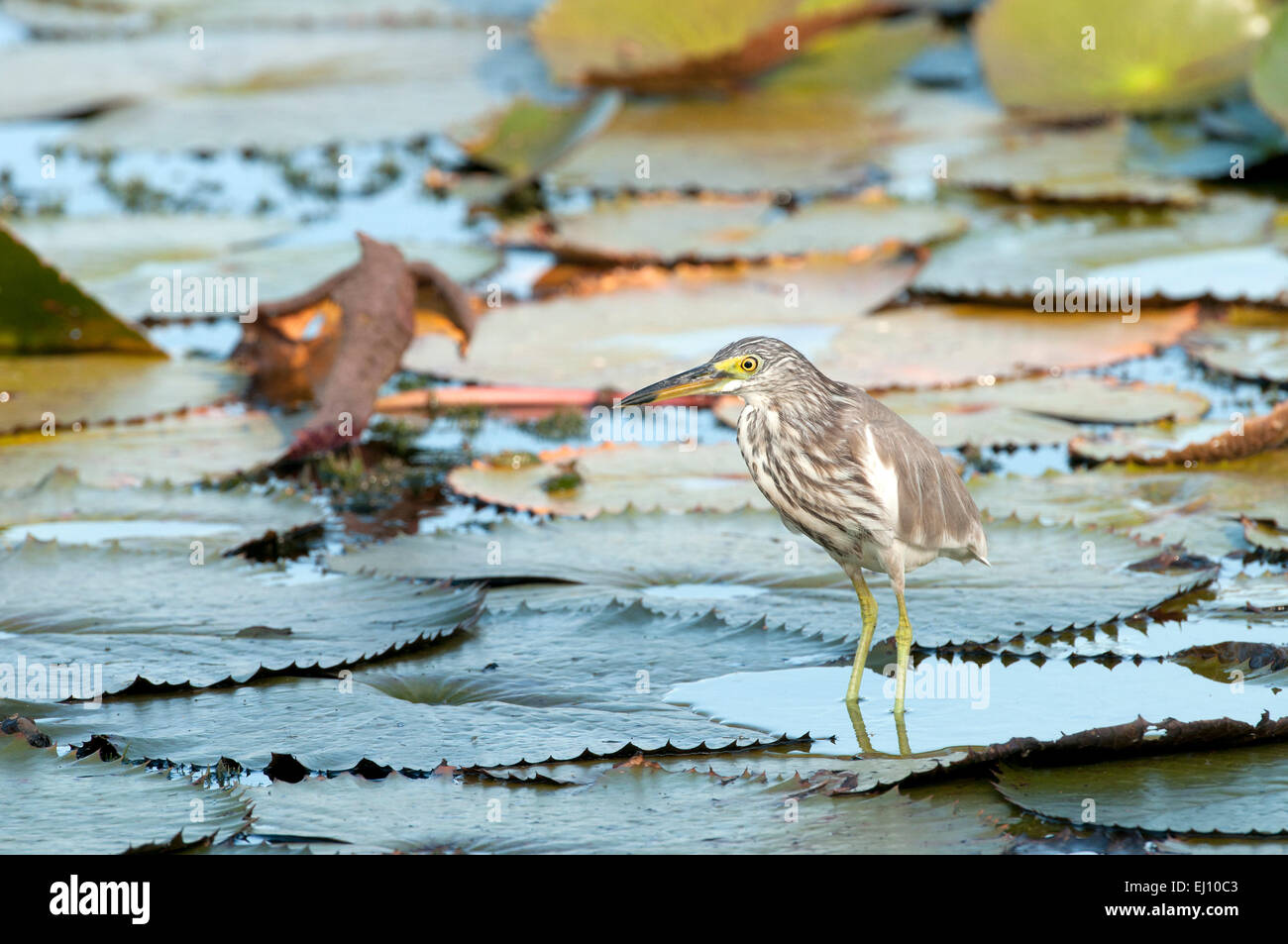 Crabier chinois, Heron, Thaïlande, oiseau, échassier, ardeola bacchus Banque D'Images