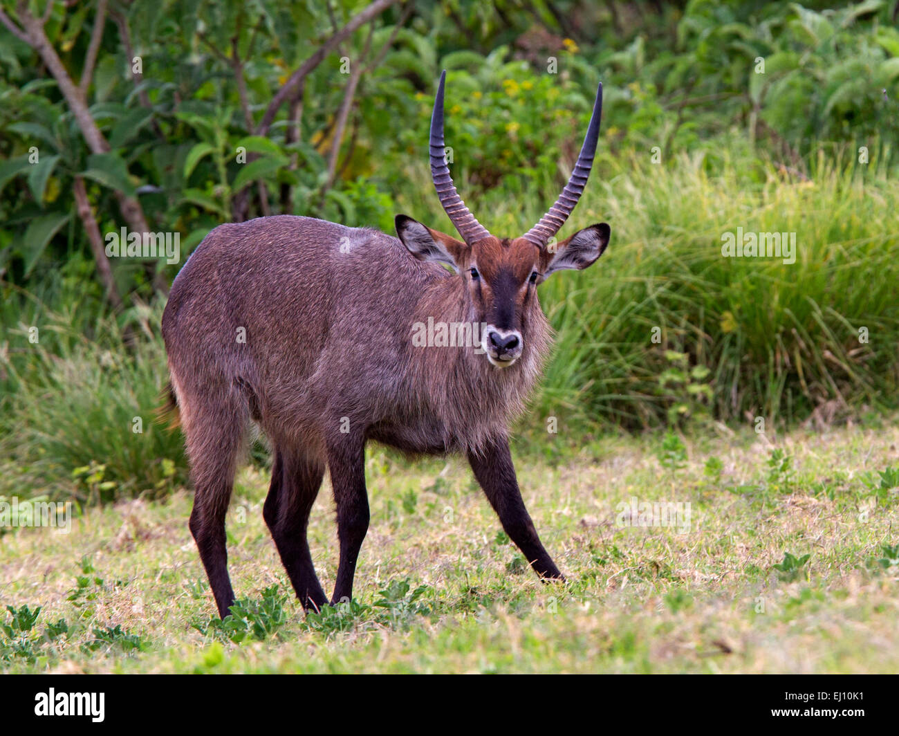 Commune mâle waterbuck Banque D'Images