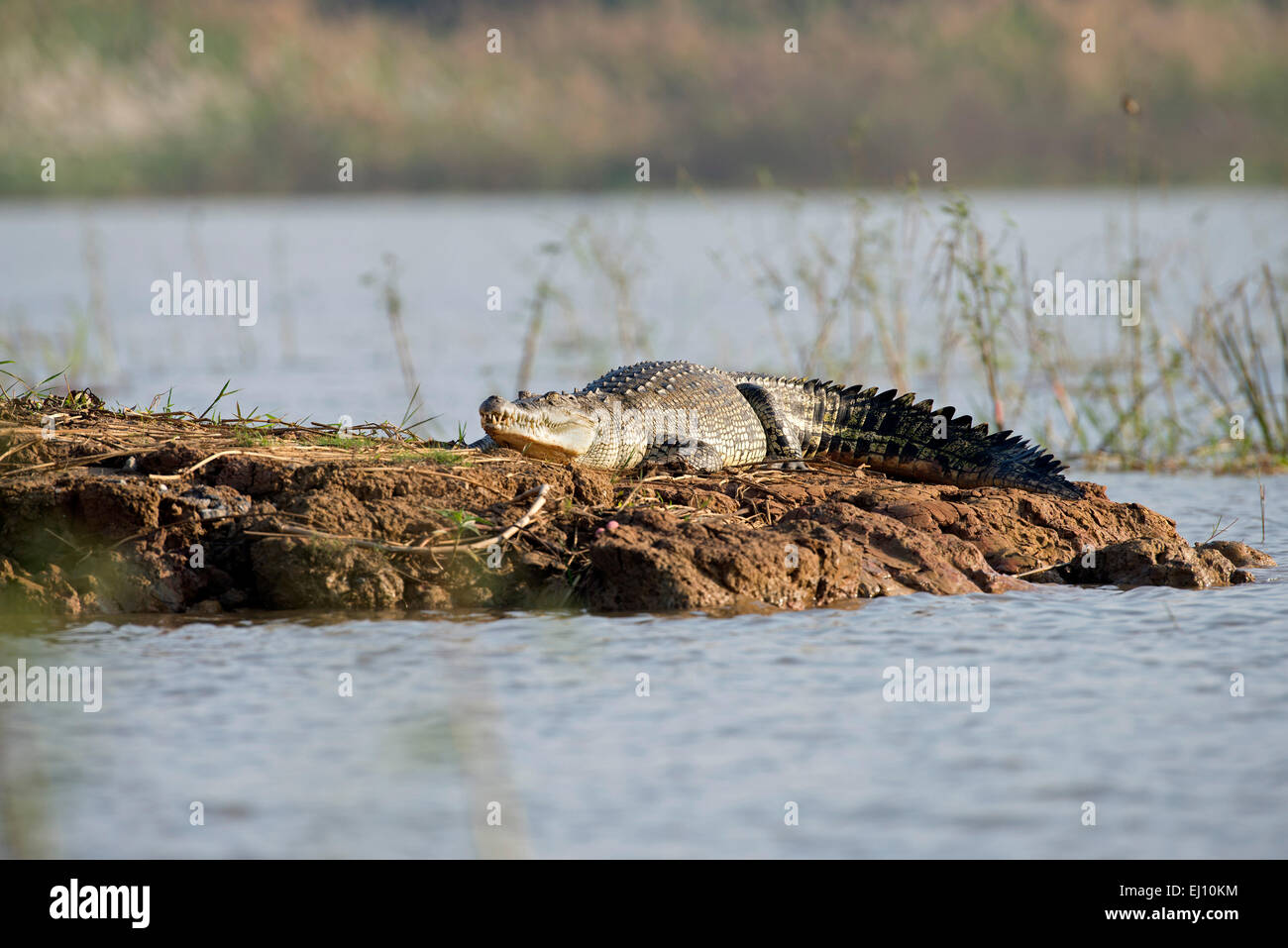 Crocodile siamois, Thaïlande, crocodile, reptile, corcodylus siamensis Banque D'Images