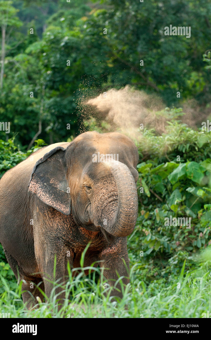 L'éléphant d'Asie, d'animaux, de la poussière, la Thaïlande, l'éléphant, le mammifère, Elephas maximus, vertical Banque D'Images