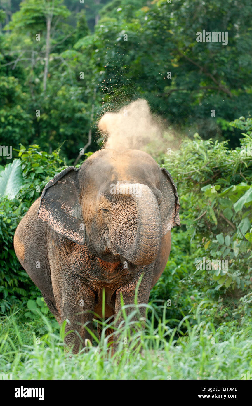 L'éléphant d'Asie, d'animaux, de la poussière, la Thaïlande, l'éléphant, le mammifère, Elephas maximus, vertical Banque D'Images