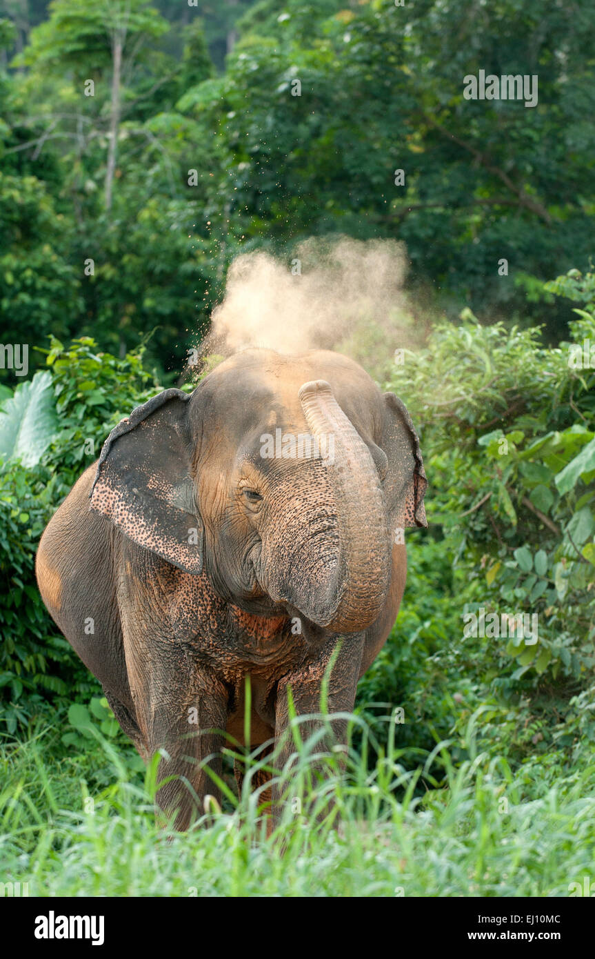 L'éléphant d'Asie, d'animaux, de la poussière, la Thaïlande, l'éléphant, le mammifère, Elephas maximus, vertical Banque D'Images