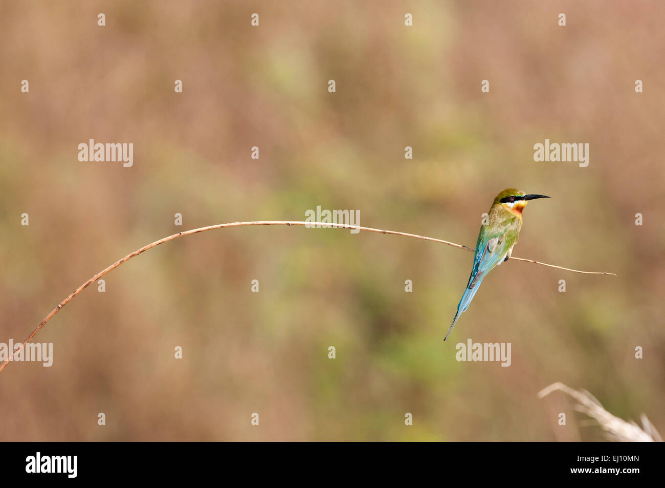 Queue bleu mangeur d'abeilles, Bee-Eater, Thaïlande, oiseau, merops philippinus Banque D'Images