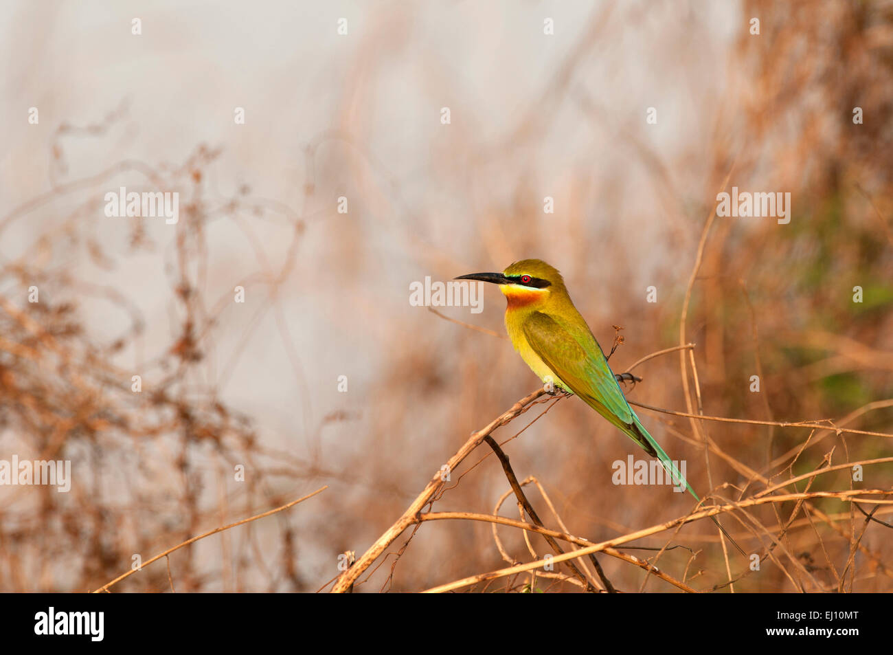 Queue bleu mangeur d'abeilles, Bee-Eater, Thaïlande, oiseau, coucher de soleil, merops philippinus Banque D'Images