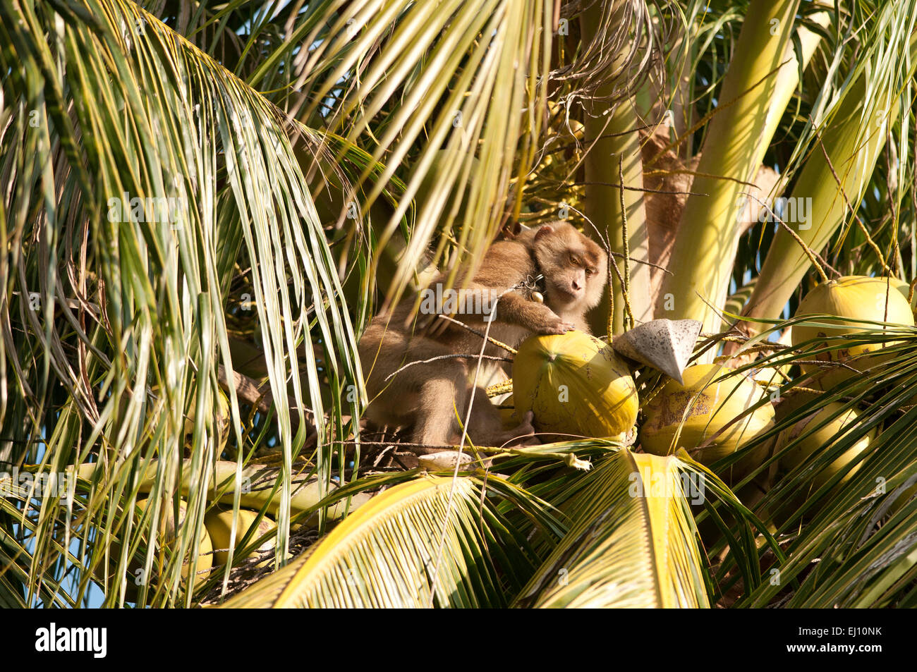 La récolte, coco, le nord du porc macaque à queue, Koh Samui, Thaïlande, le macaque, mammifere, singe, Macaca leonina, préparation, Banque D'Images