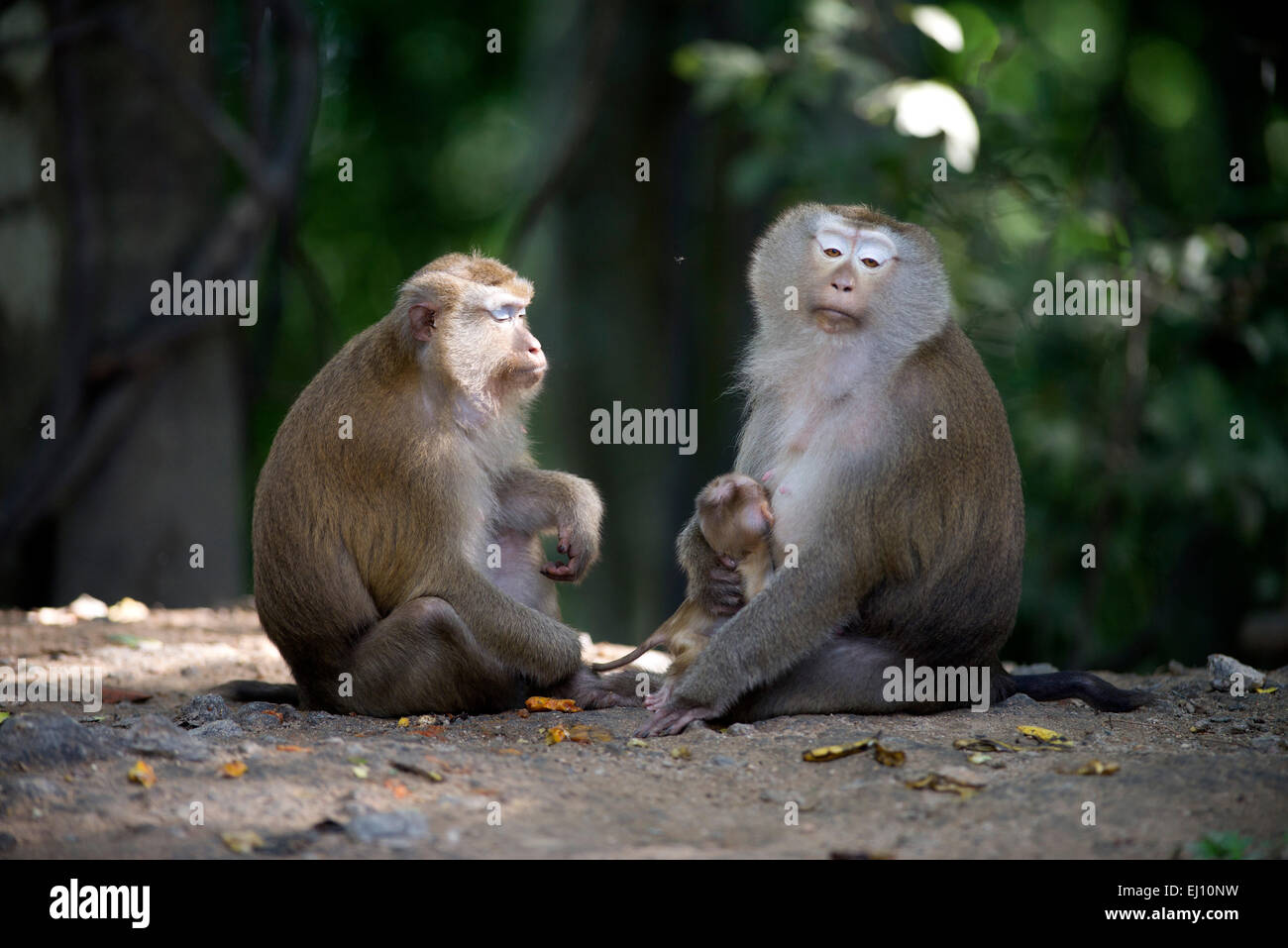 Porc macaque à queue du nord, le macaque, femmes, bébé, Thaïlande, mammifere, singe, Macaca leonina, jeune, famille, tendresse Banque D'Images