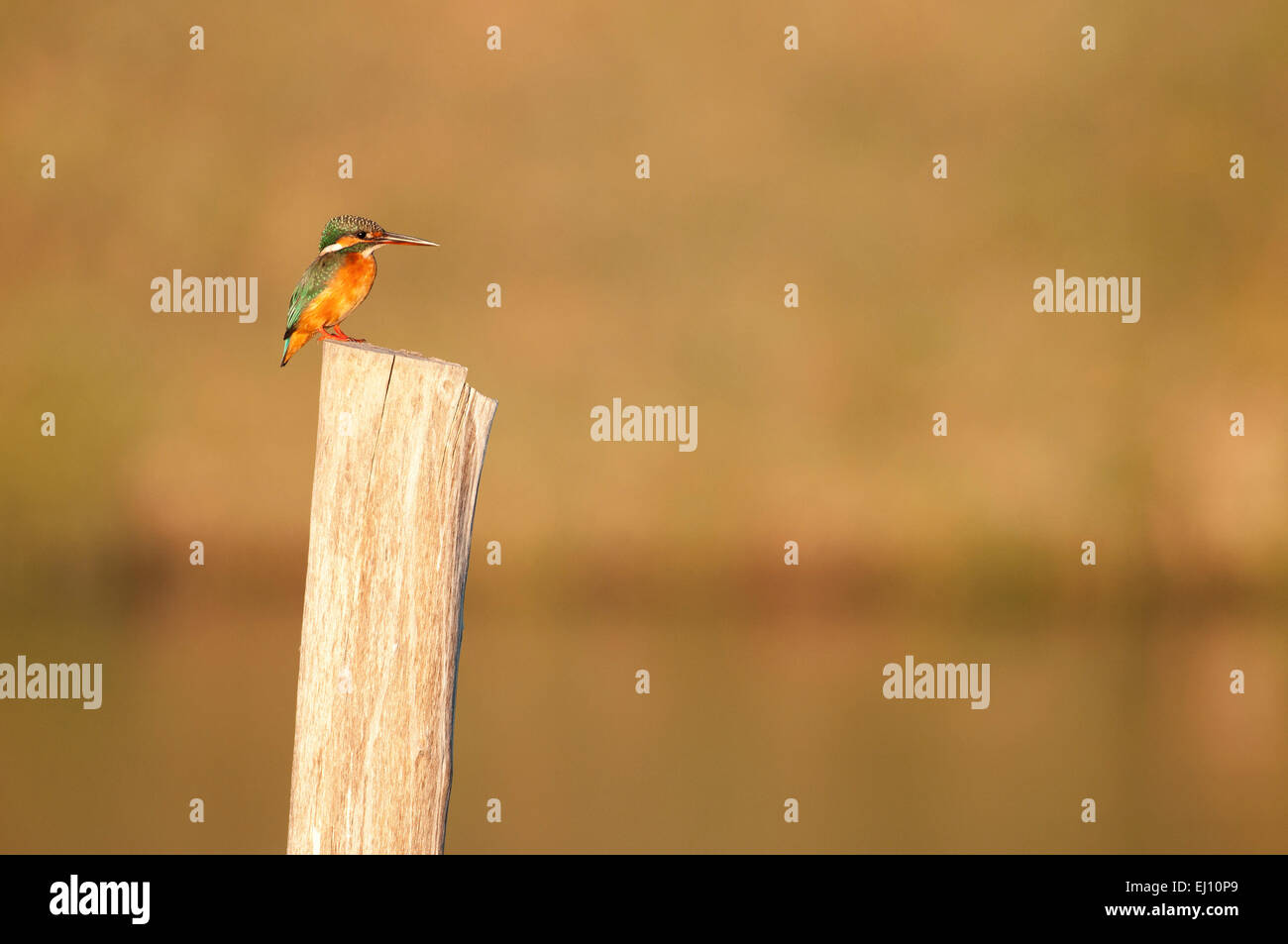 Kingfisher commun, Kingfisher Alcedo atthis, oiseau, soir, Banque D'Images