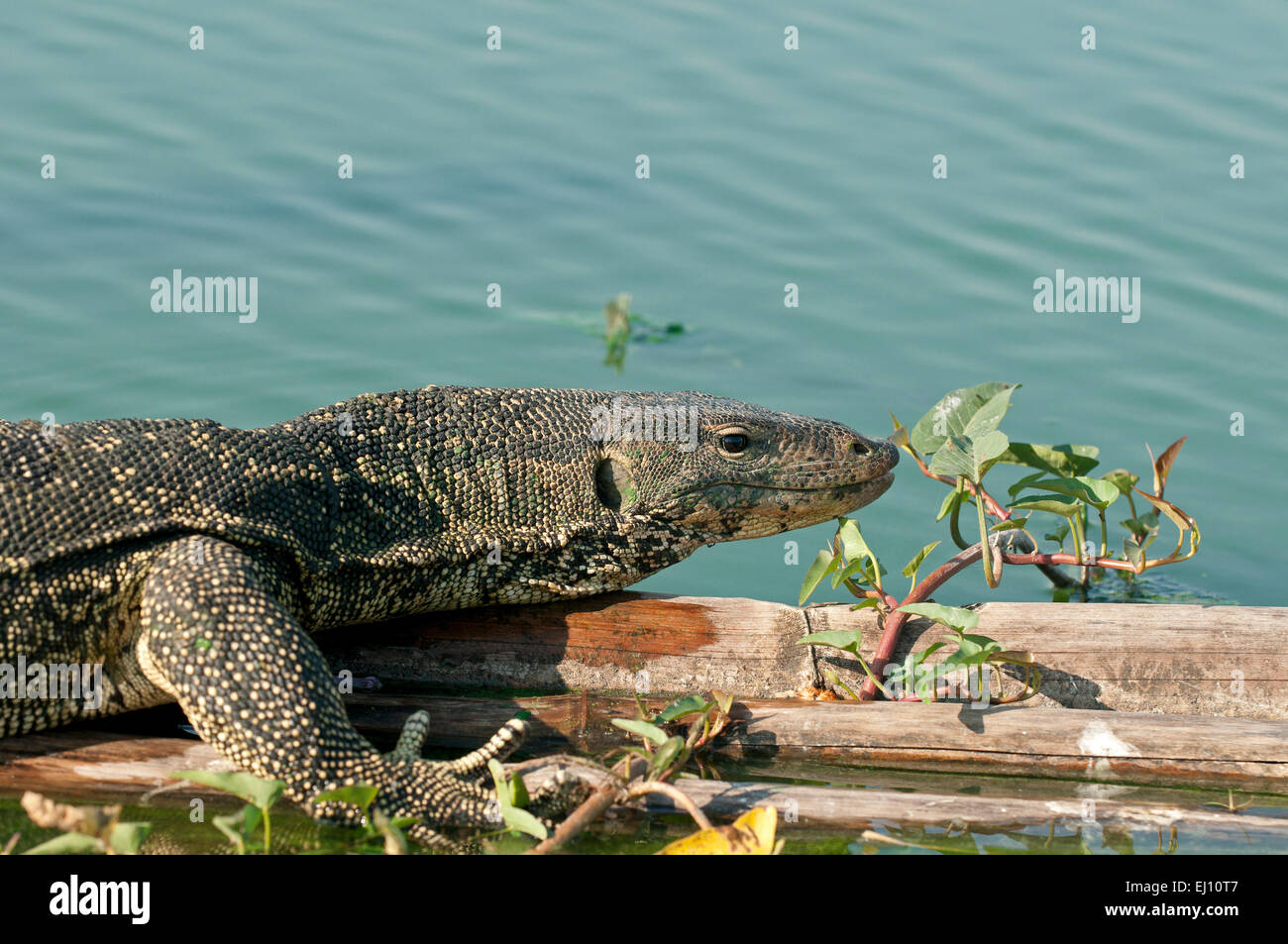 Varan de l'eau, la Thaïlande, lézard, animal, reptile, portrait, varanus salvator Banque D'Images