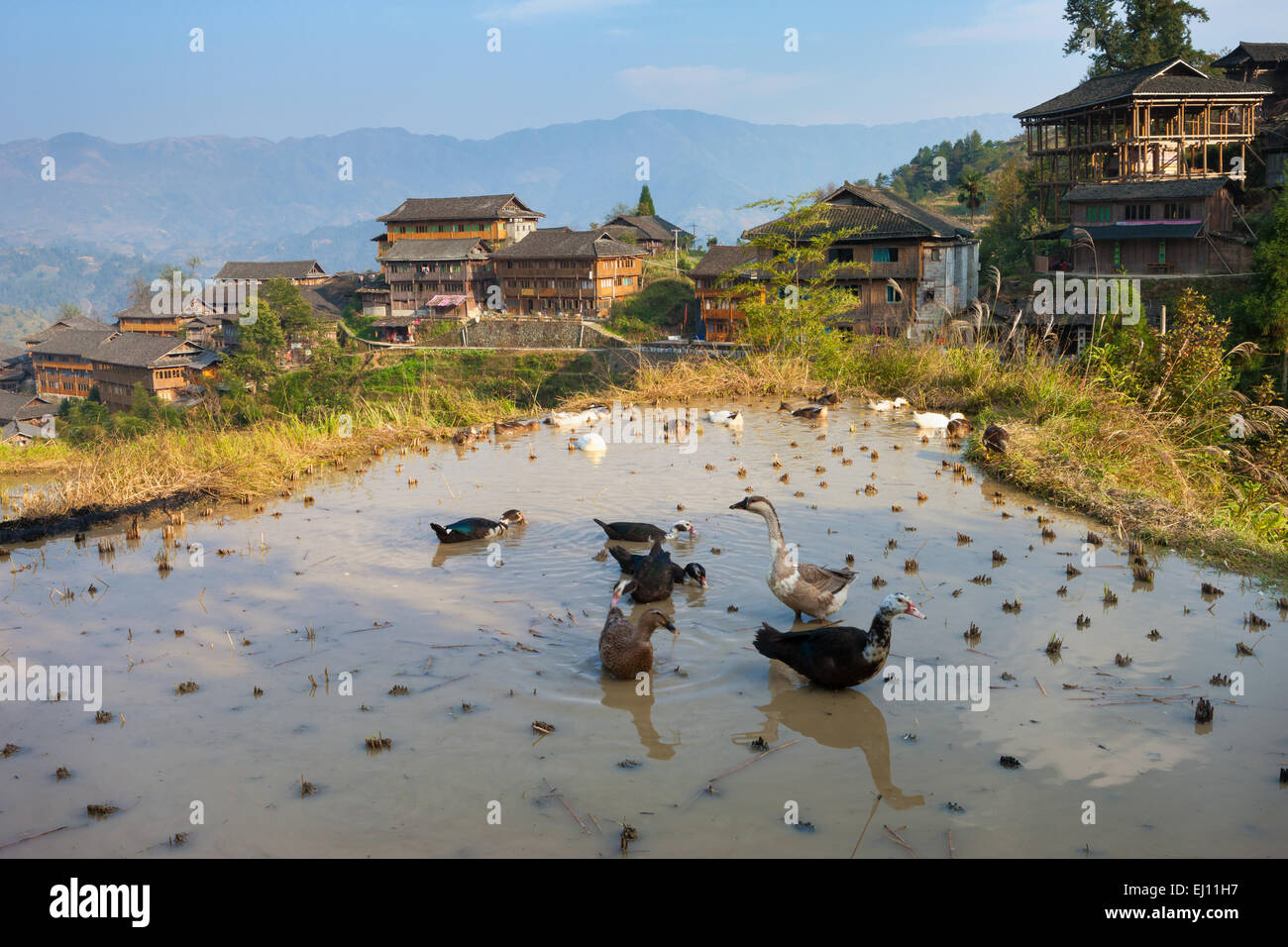 Jinkeng Dazhai, la Chine, l'Asie, la région, le Guangxi, le village, l'agriculture, de riz, de Longsheng, oies Banque D'Images