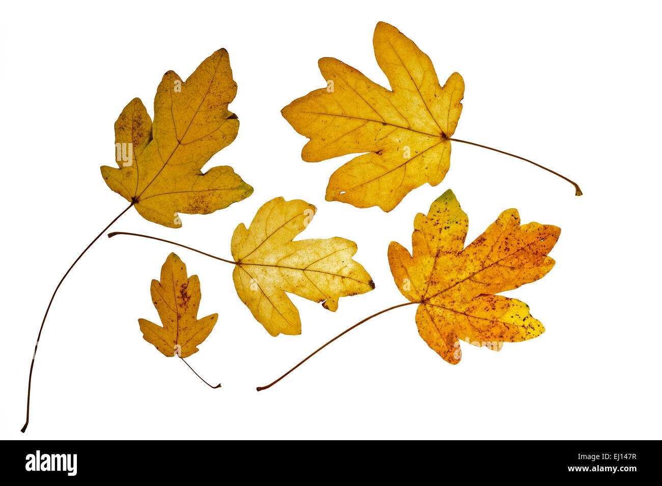 L'érable sur le terrain / hedge maple (Acer campestre) feuilles à l'automne couleurs against white background Banque D'Images