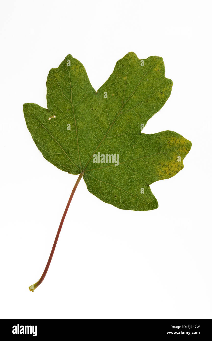 L'érable sur le terrain / hedge maple (Acer campestre) feuille against white background Banque D'Images