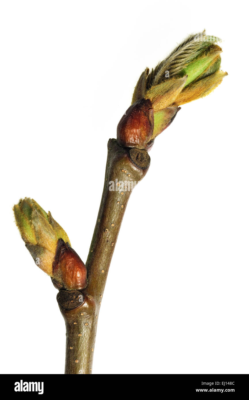 Le châtaignier (Castanea sativa) l'ouverture des bourgeons et des feuilles au printemps émergents contre fond blanc Banque D'Images