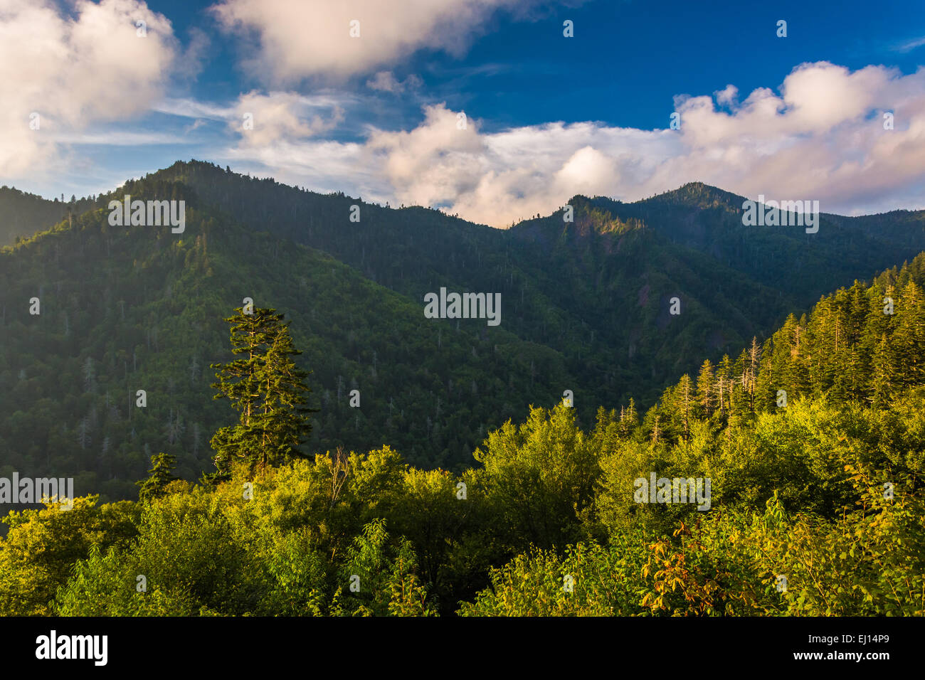 Lumière du soir sur la Smokies, vu depuis un belvédère sur Newfound Gap Road dans le Great Smoky Mountains National Park, Tennessee. Banque D'Images