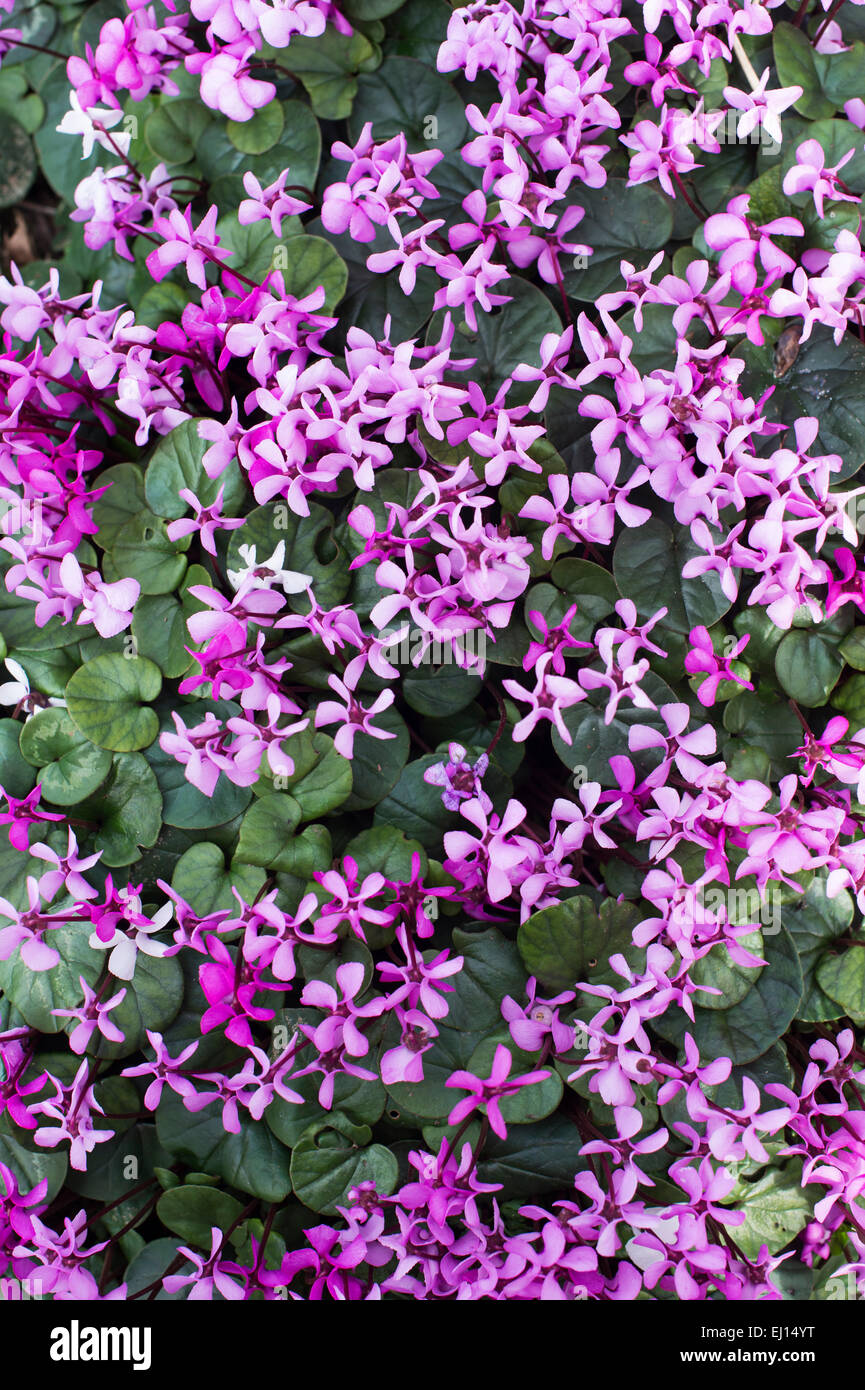 Fleurs de Cyclamen Coum dans un bois. Evenley Evenley jardins, bois, Northamptonshire, Angleterre Banque D'Images