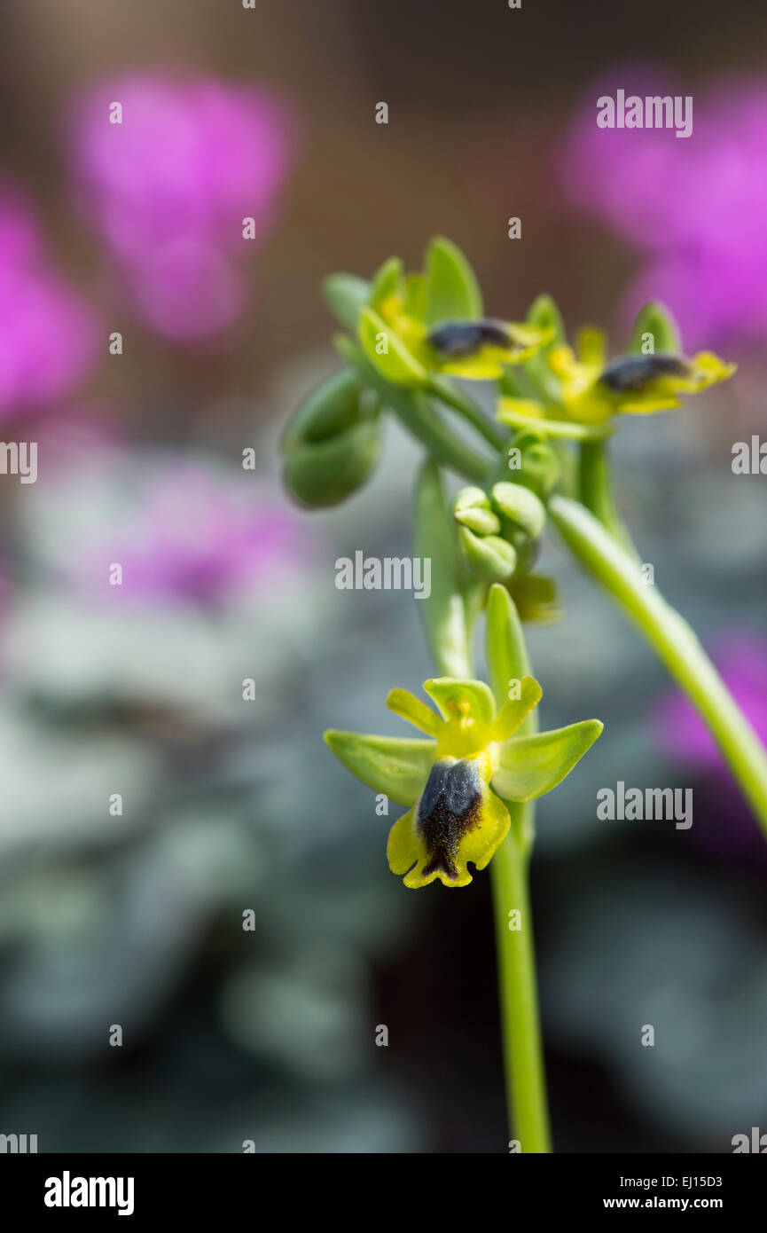 Ophrys Lutea Galilaea. Ophrys jaune. Orchidée européenne jaune Banque D'Images