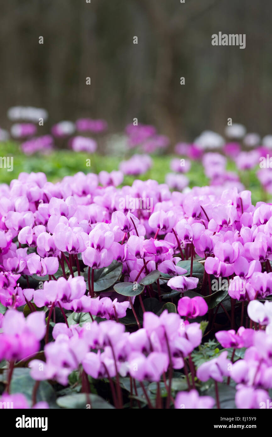 Fleurs de Cyclamen Coum dans un bois. Evenley Evenley jardins, bois, Northamptonshire, Angleterre Banque D'Images