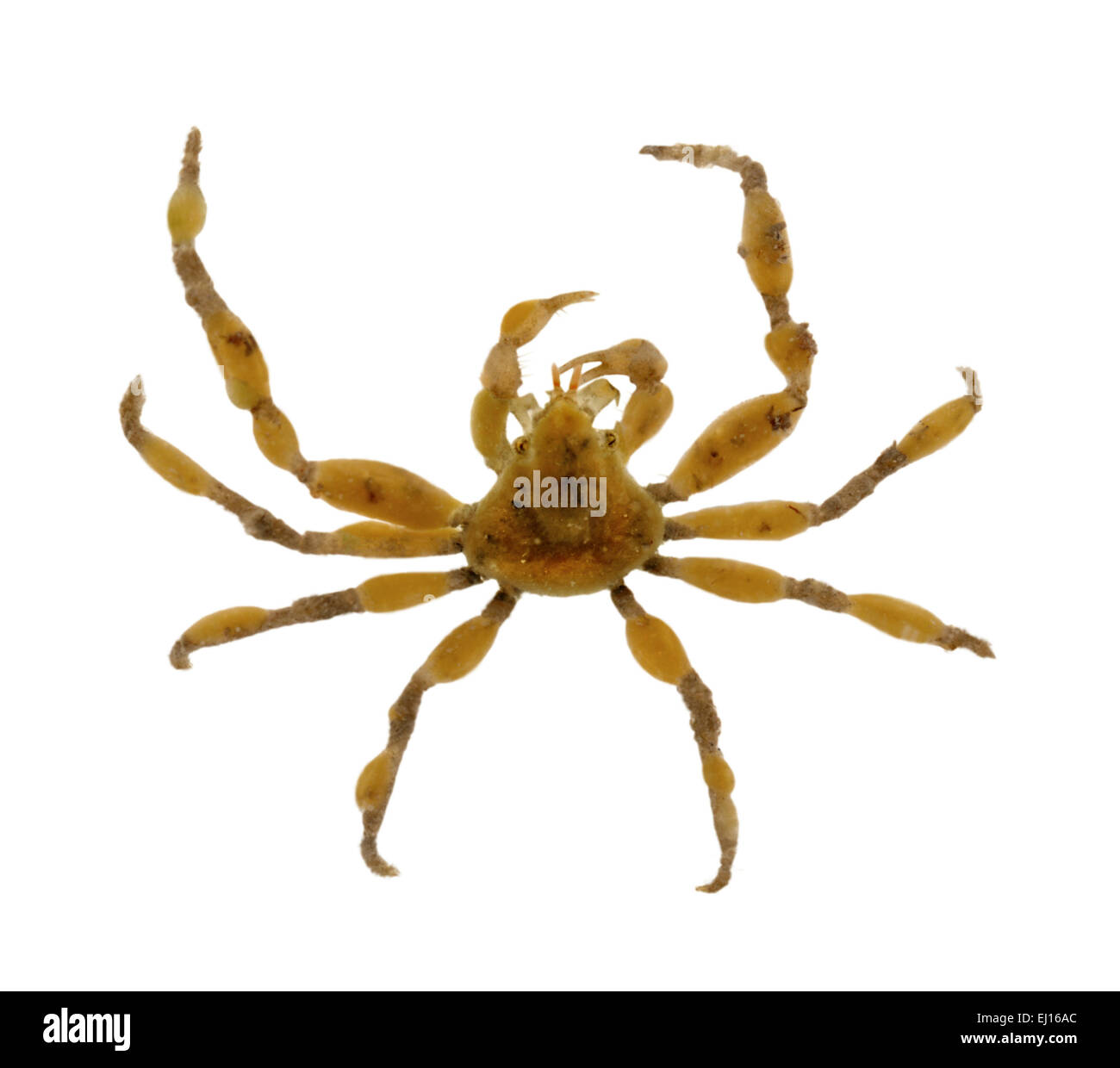 Scorpion Araignée Inachus - dorsettensis Banque D'Images
