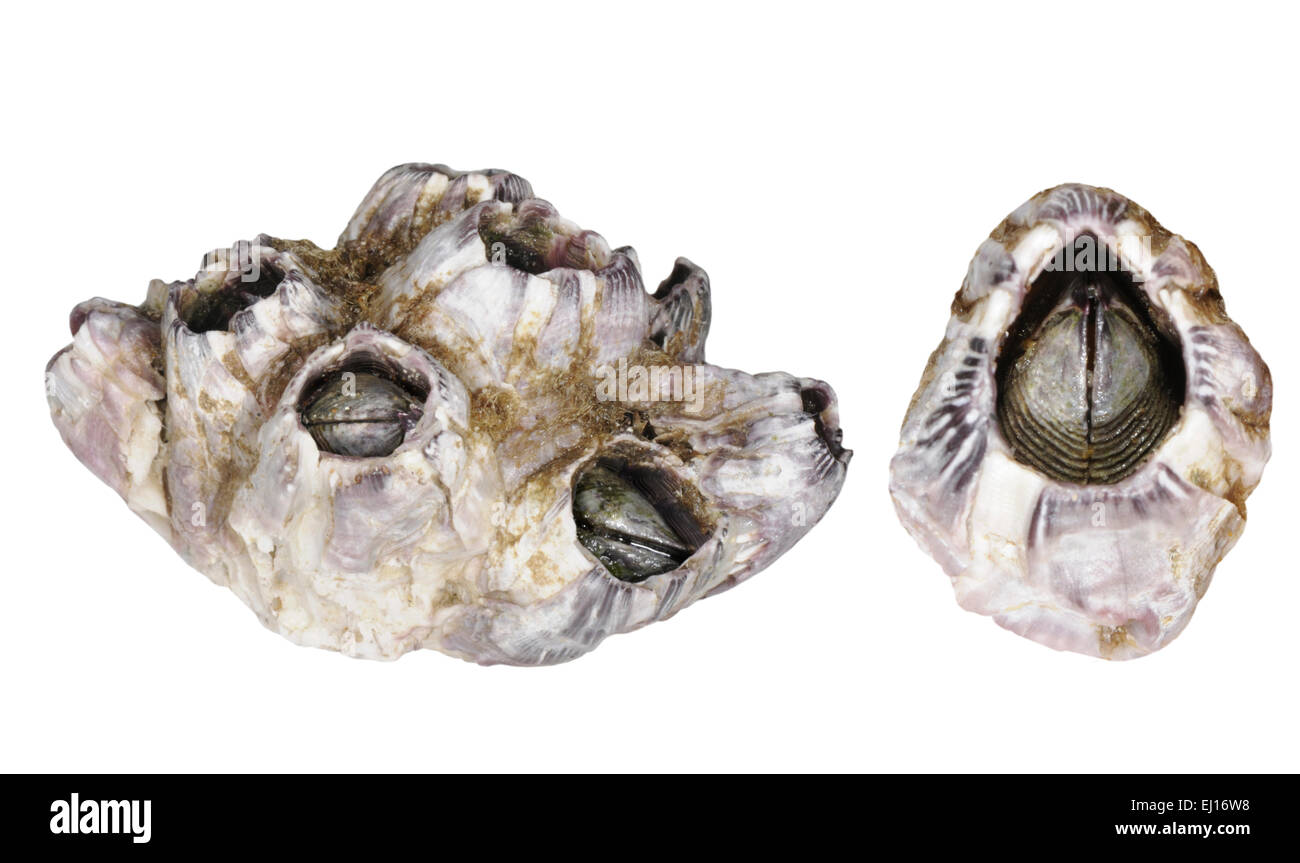 Balanus perforatus Banque D'Images