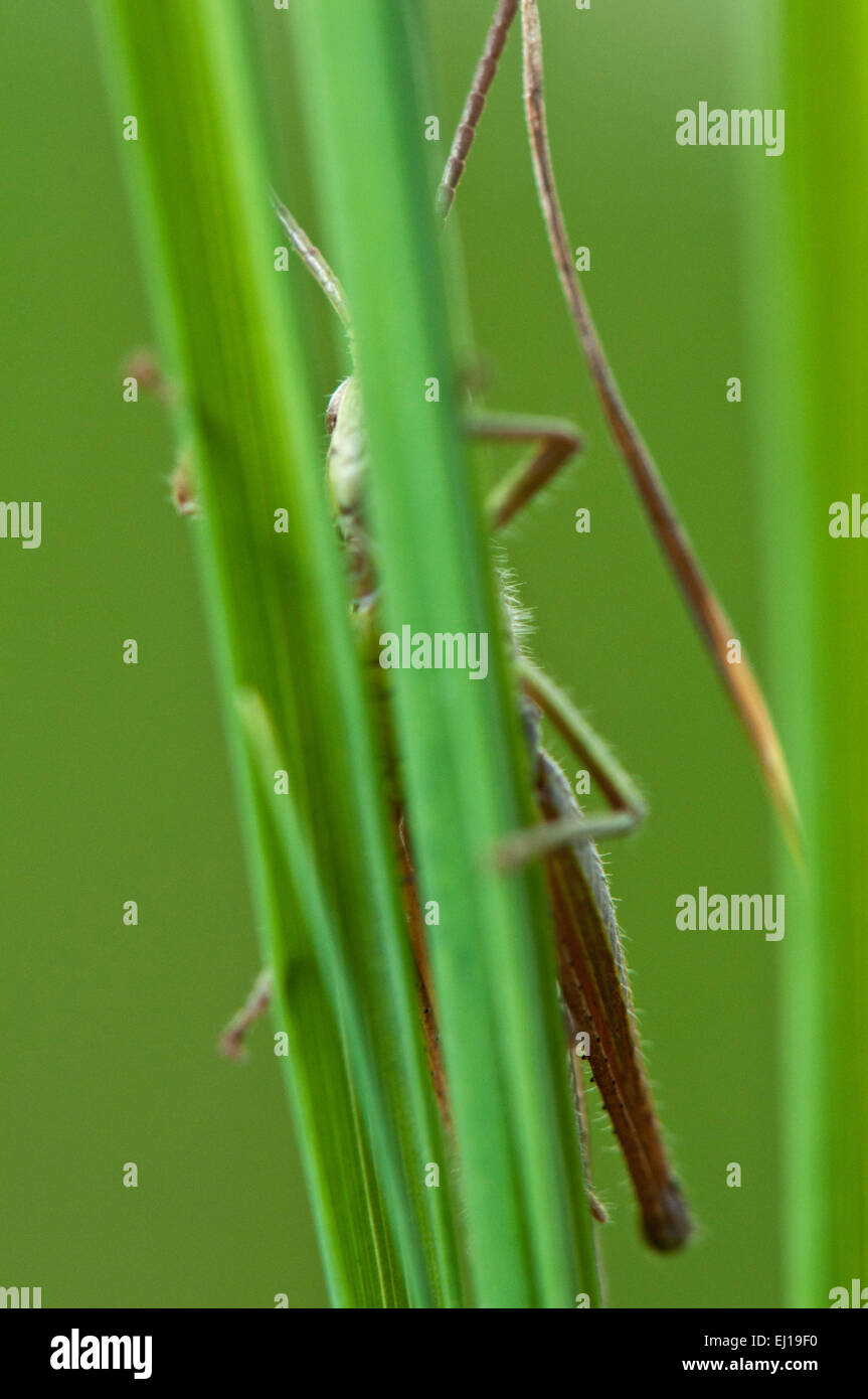 Meadow Grasshopper (Chorthippus parallelus) d'Europa sur gras allemagne europe Banque D'Images