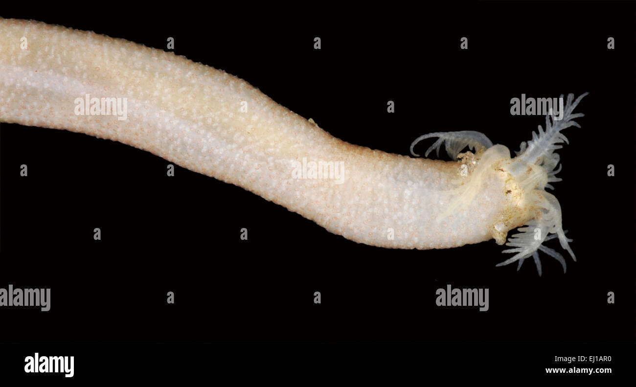 Leptosynapta inhaerens Banque D'Images