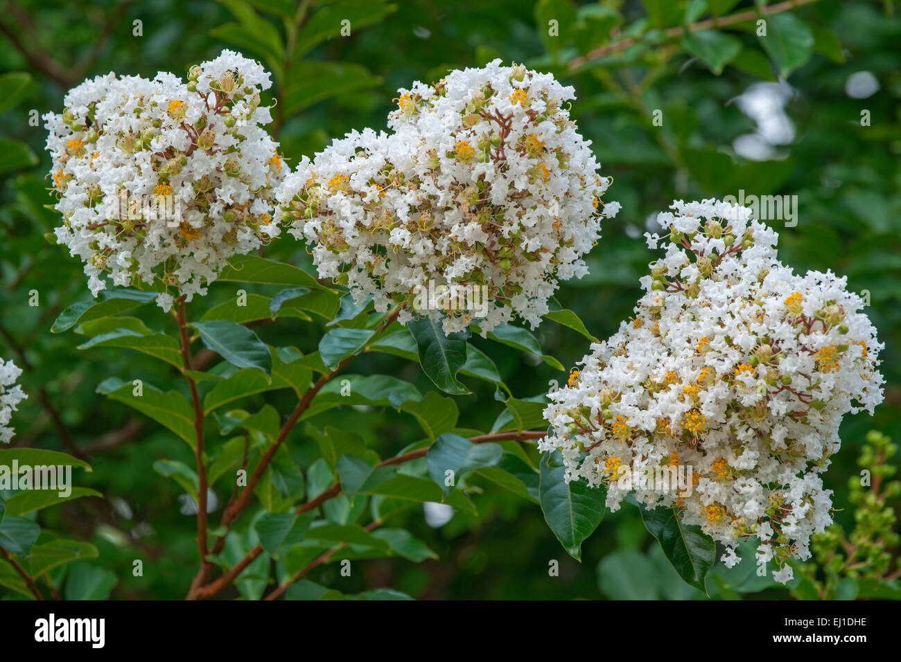 Crapemyrtle (Lagerstroemia indica) Banque D'Images