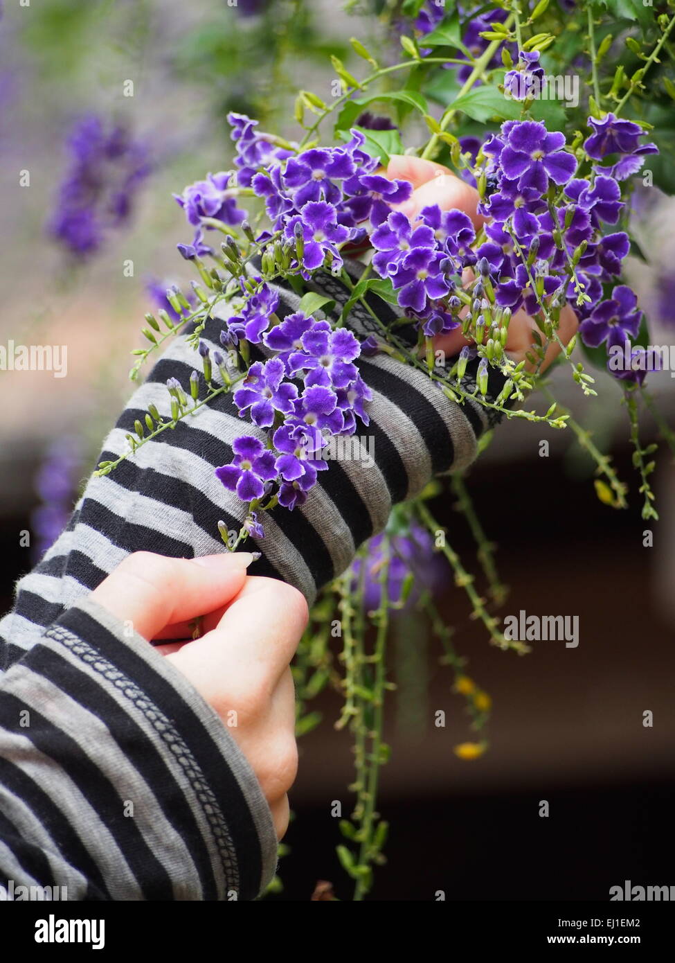 Plumbago A girl holding Flowers Banque D'Images