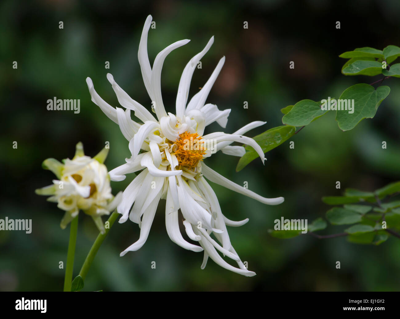 Chrysanthème blanc foisonnent dans un parc en Suède Banque D'Images