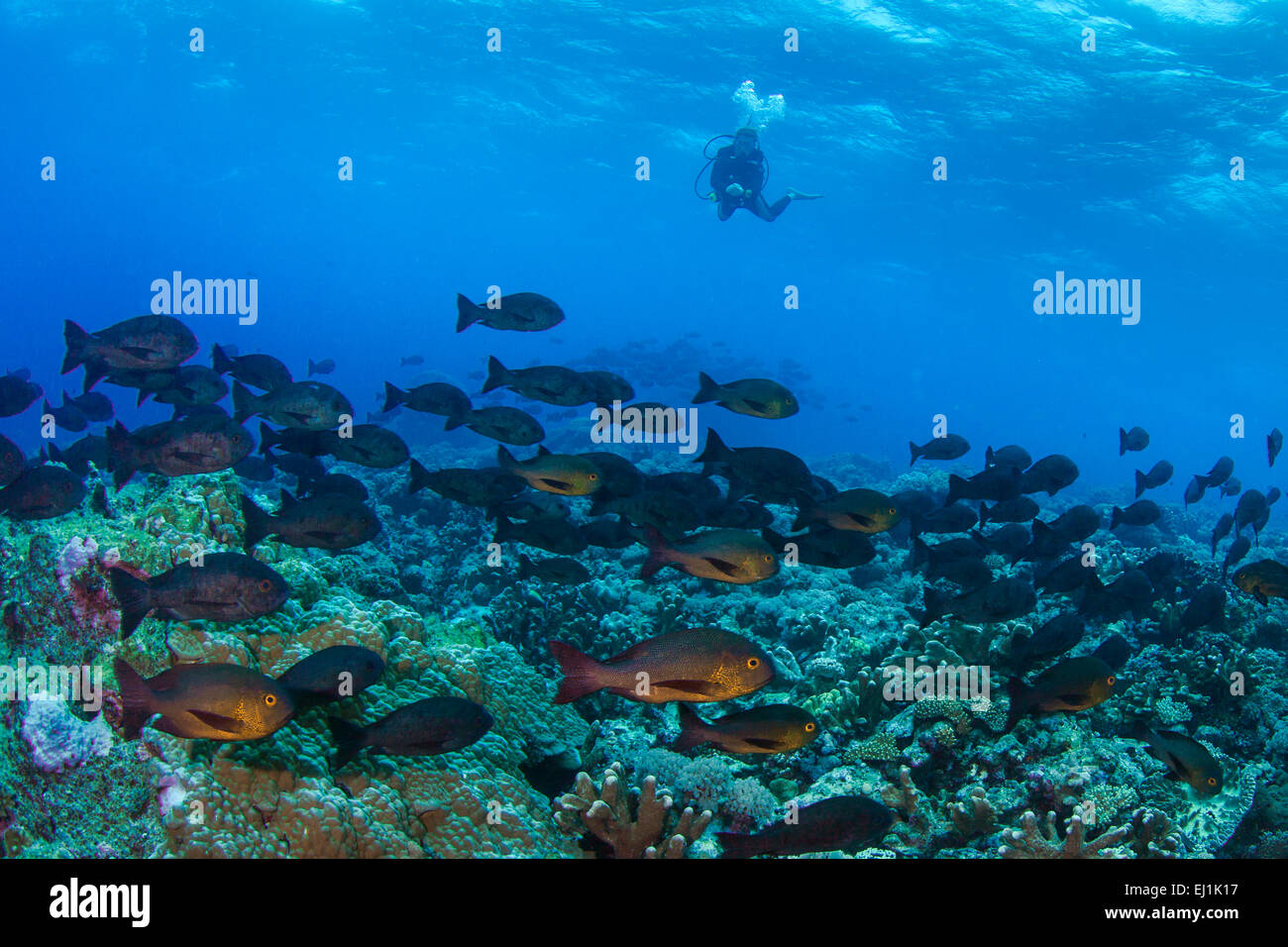 L'école de scuba diver observe minuit lutjans (Macolor macularis) ; îles Spratly, Mer de Chine du Sud. Banque D'Images