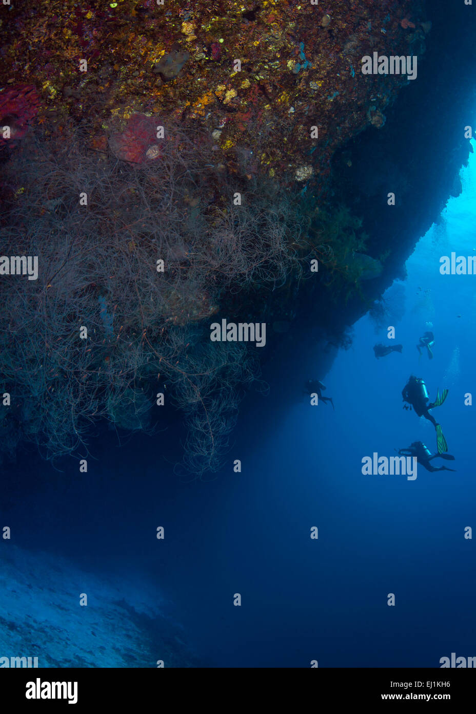 Scuba Diver explorer ledge sous mur de corail avec de grands éventails de mer. Spratley, Mer de Chine du Sud. Banque D'Images
