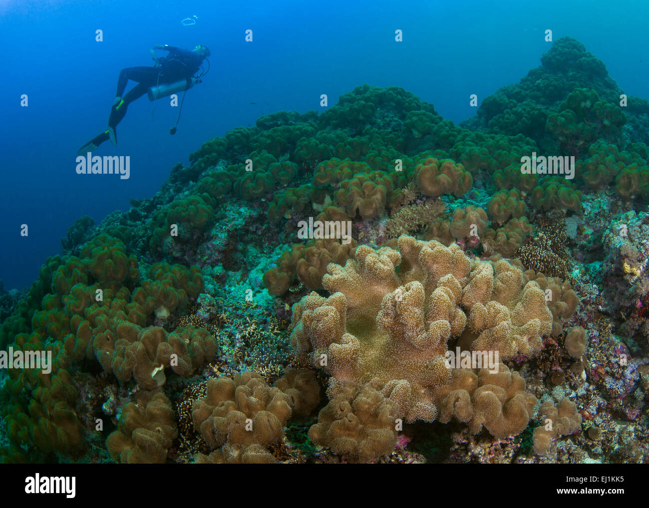 Reef innundated toadstool avec corail cuir (Sacrophyton sp.) ; Plongée sous marine en arrière-plan. bagues bulle coups Spratley, S Banque D'Images