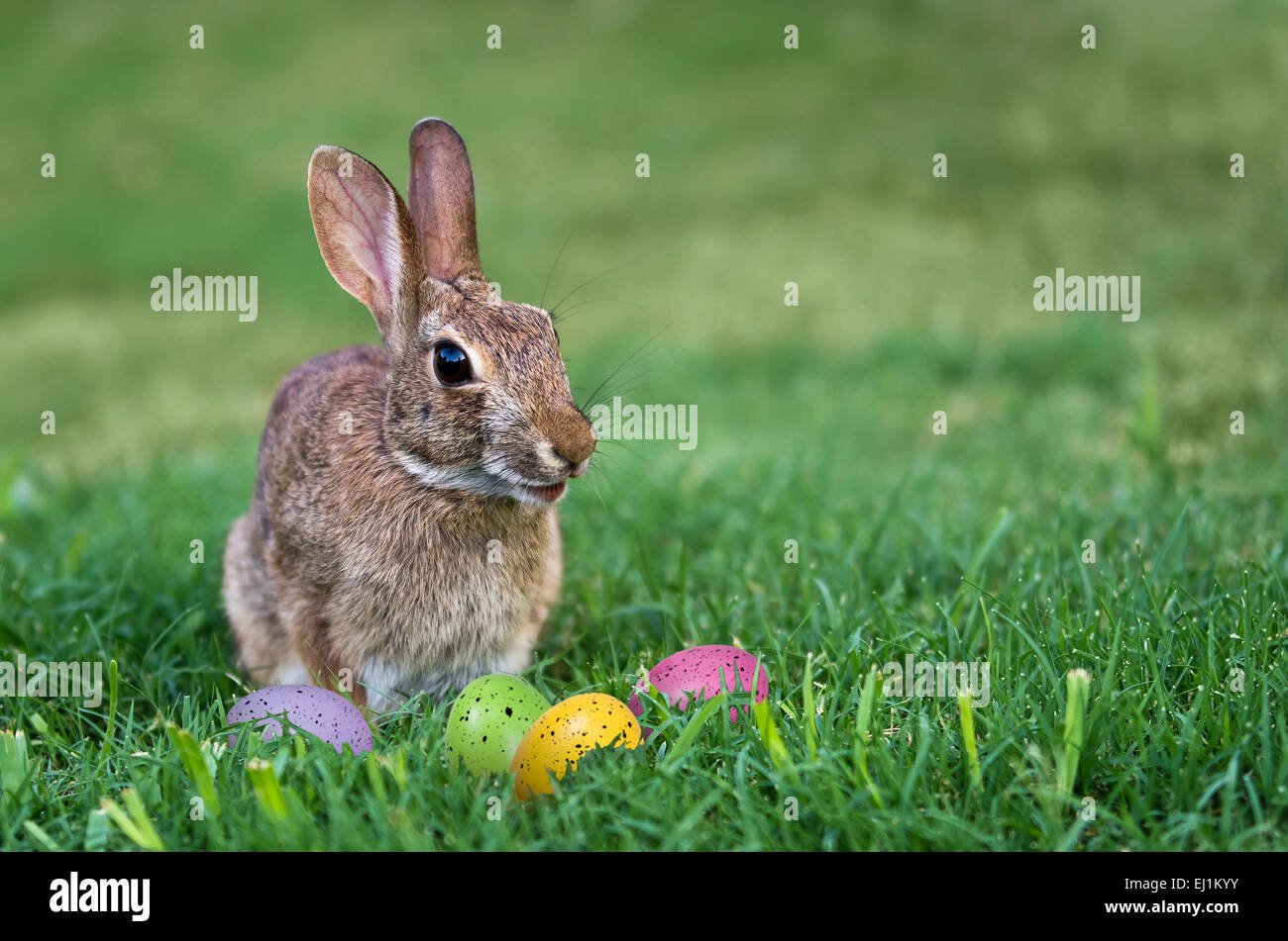 Cute bunny et les oeufs de Pâques colorés dans l'herbe Banque D'Images
