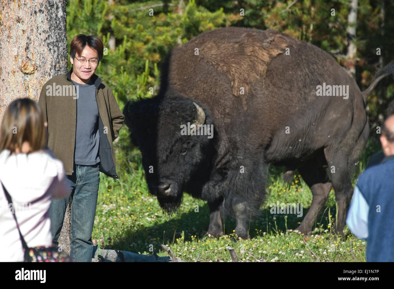 Les touristes à Yellowstone se mettent en danger en posant pour des photos à côté d'un bison américain sauvage. Banque D'Images